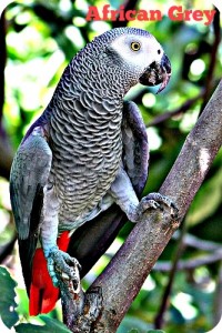 African Grey Parrot 4