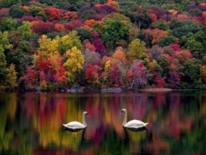 cover-photo-swans-in-fall